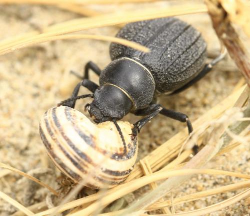 Réf. 246 092 : Pimelia interjecta